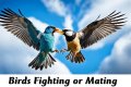 Are birds fighting or mating?
