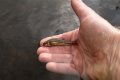 How long will minnows stay alive?